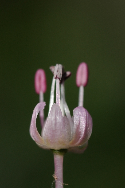 Image of Allium turkestanicum specimen.