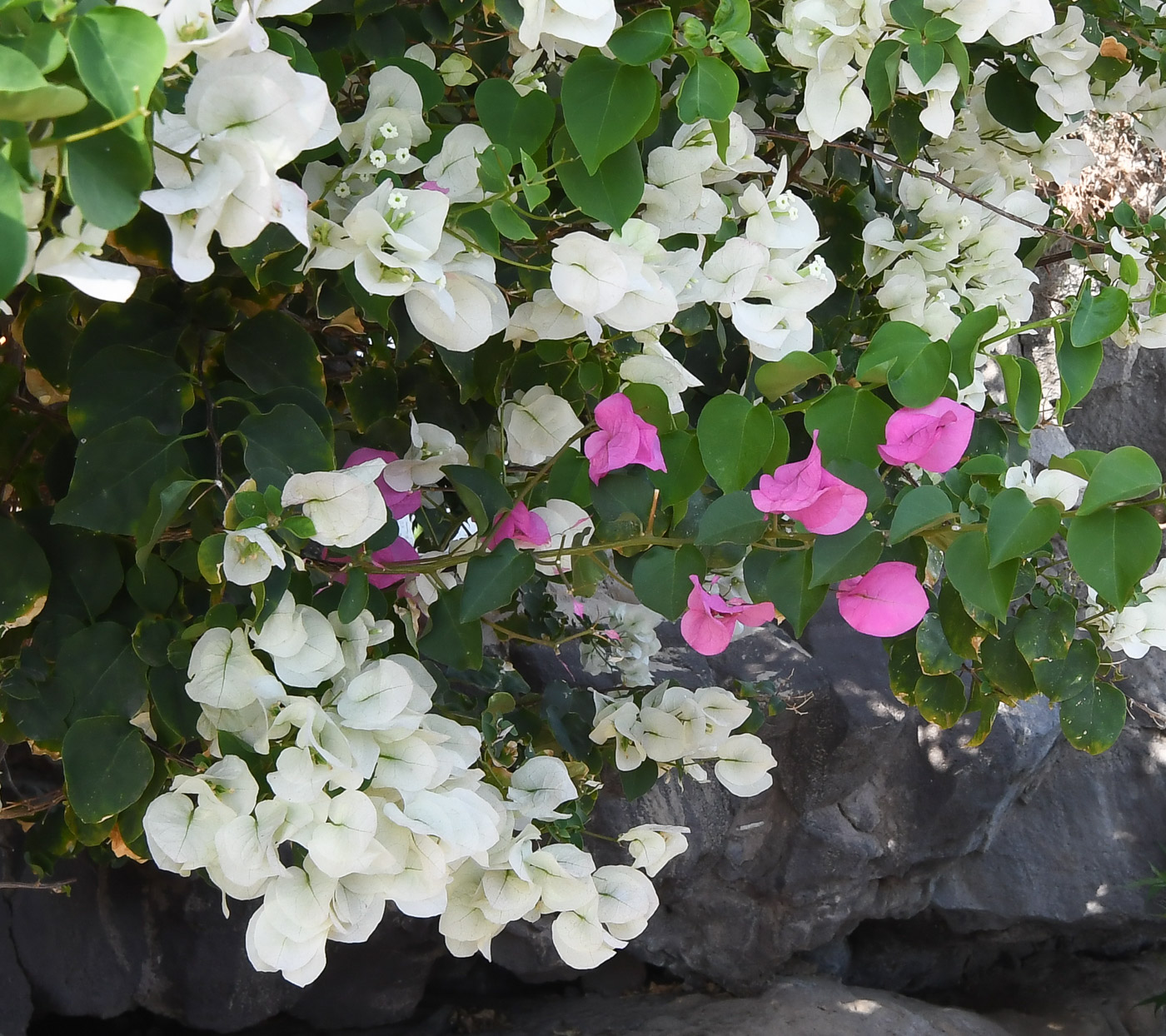 Изображение особи род Bougainvillea.