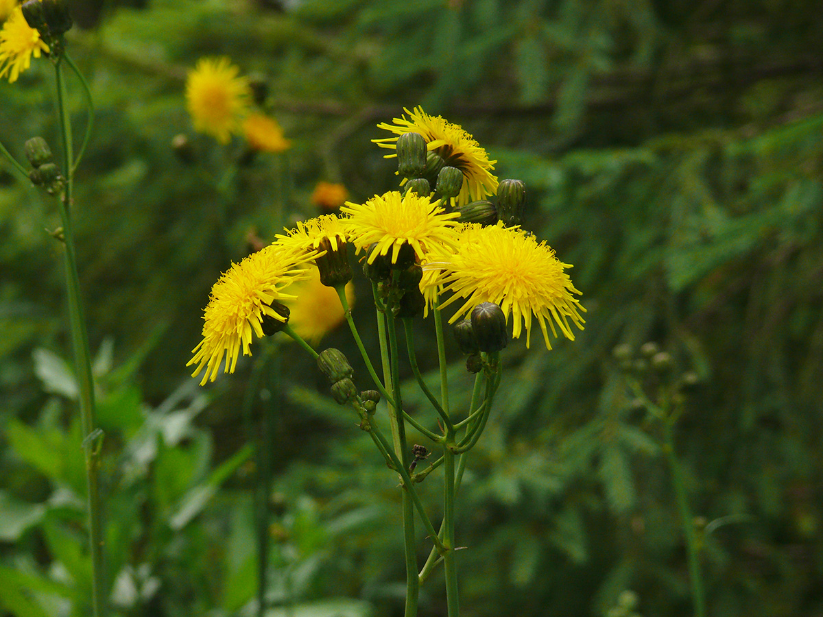 Image of Sonchus arvensis ssp. uliginosus specimen.