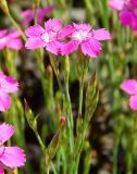 Dianthus fischeri. Верхушки побегов с цветками и бутонами. Ярославская обл., г. Переславль-Залесский, в культуре. Июнь 2019 г.