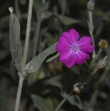 Lychnis coronaria