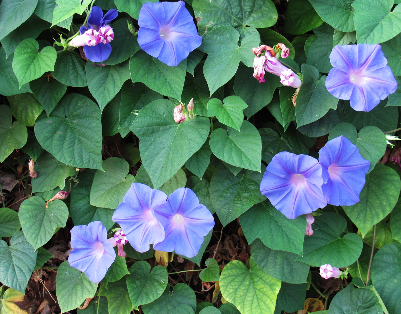 Изображение особи Ipomoea indica.