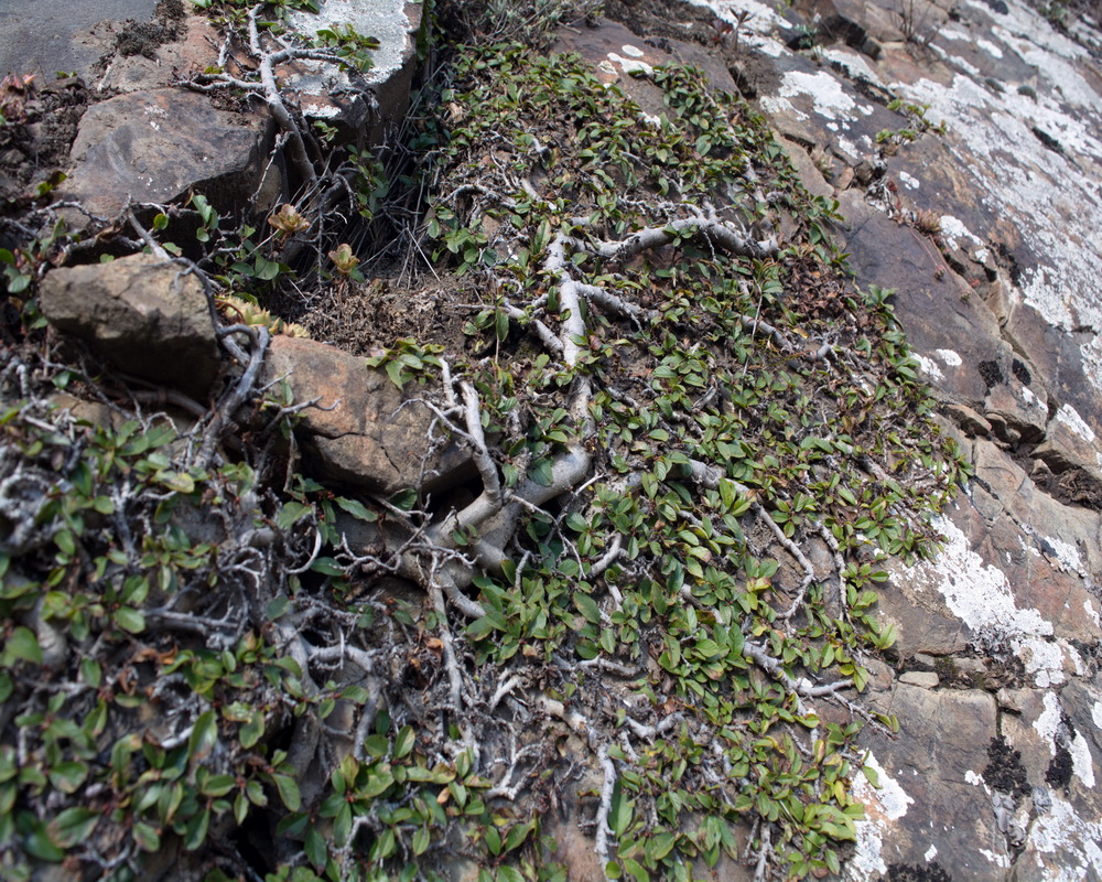 Image of Rhamnus depressa specimen.