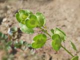 Thlaspi arvense