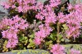 Sedum spurium. Цветущее растение в камнях. Карачаево-Черкесия, Урупский р-н, подножье горы Дженту, 2150 м н.у.м. 13.08.2017.