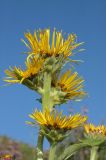 Inula helenium