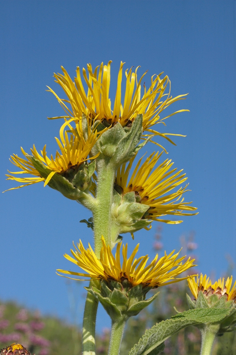 Изображение особи Inula helenium.