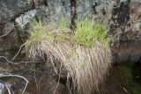Carex juncella. Растения с развивающимися соцветиями. Мурманская обл., Кольский р-н, долина р. Титовка ниже автодороги А138 Мурманск — Печенга, Мельничные водопады, в расщелине скалы у верхнего водопада рядом с развалинами. 07.06.2019.
