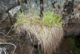 Carex juncella