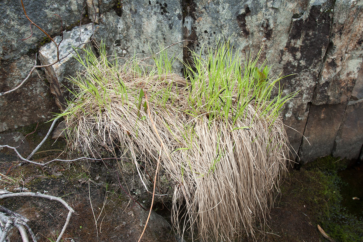 Изображение особи Carex juncella.