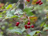 Viburnum opulus. Верхушка веточки с плодами. Беларусь, Витебская обл., ландшафтно-гидрологический заказник \"Глубокский Мох\", берег оз. Рытовно, смешанный лес (в составе Picea, Betula, Populus tremula). 01.08.2019.