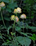 genus Anthyllis