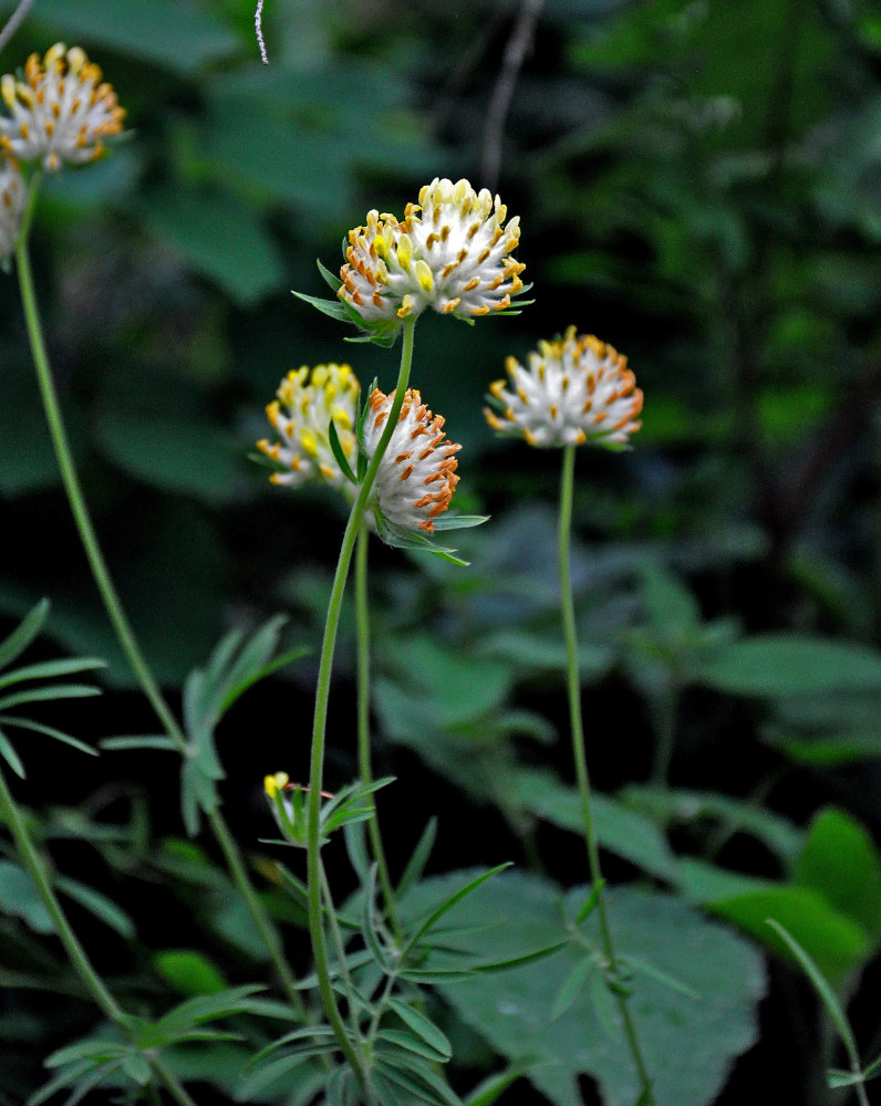 Image of genus Anthyllis specimen.