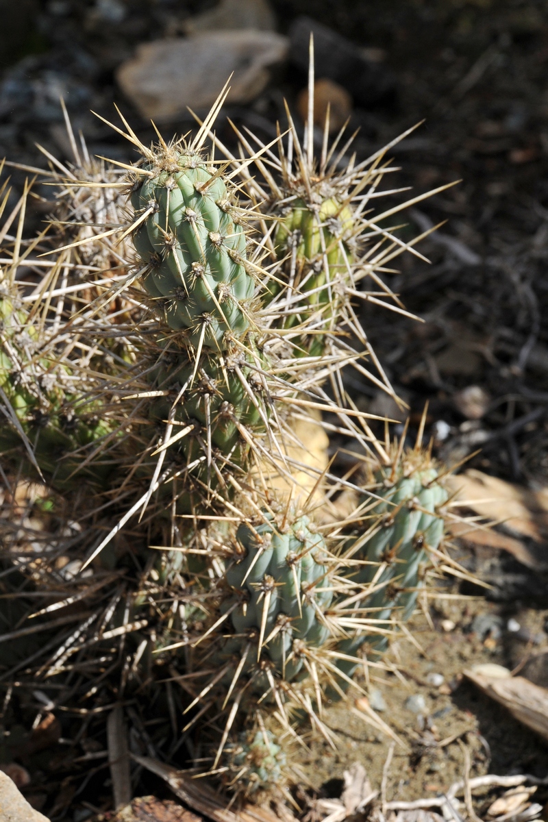 Изображение особи Miqueliopuntia miquelii.