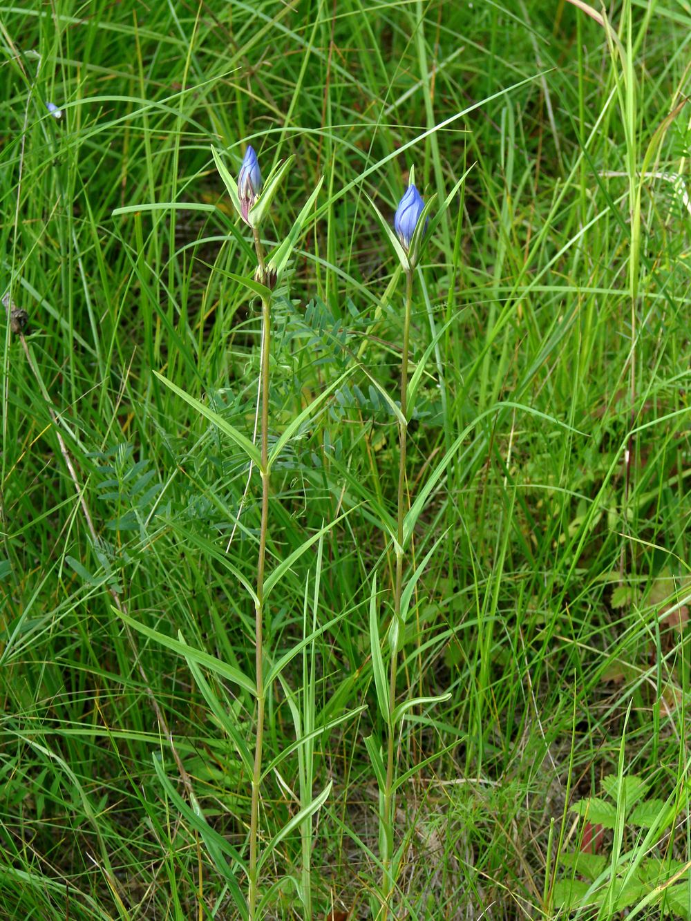 Изображение особи Gentiana triflora.