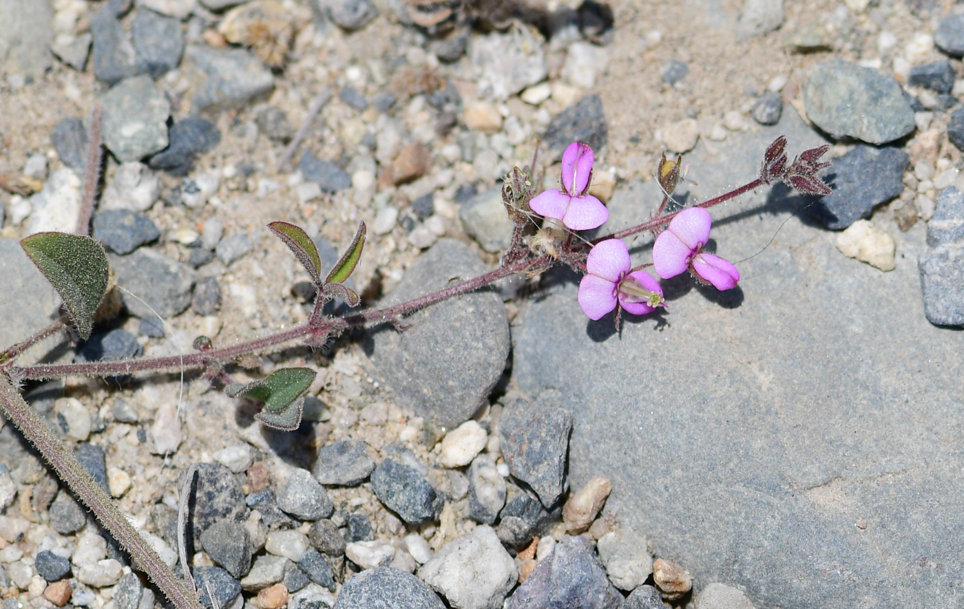 Image of Desmodium scorpiurus specimen.