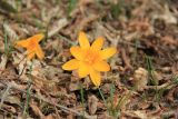 Crocus angustifolius