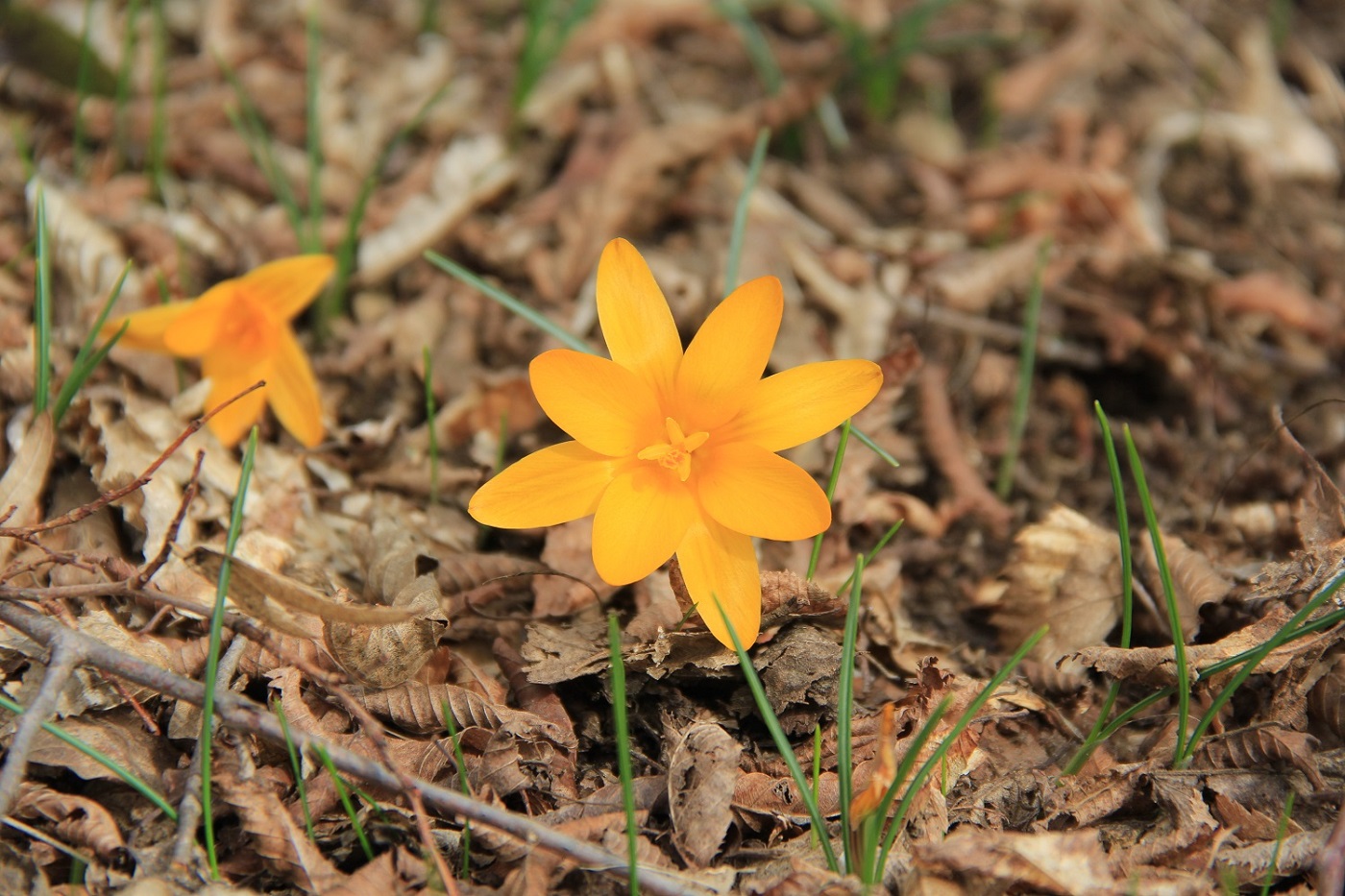 Изображение особи Crocus angustifolius.