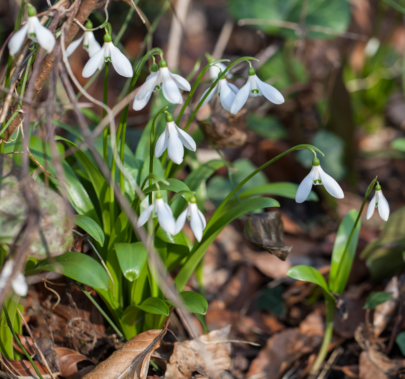 Image of Galanthus woronowii specimen.