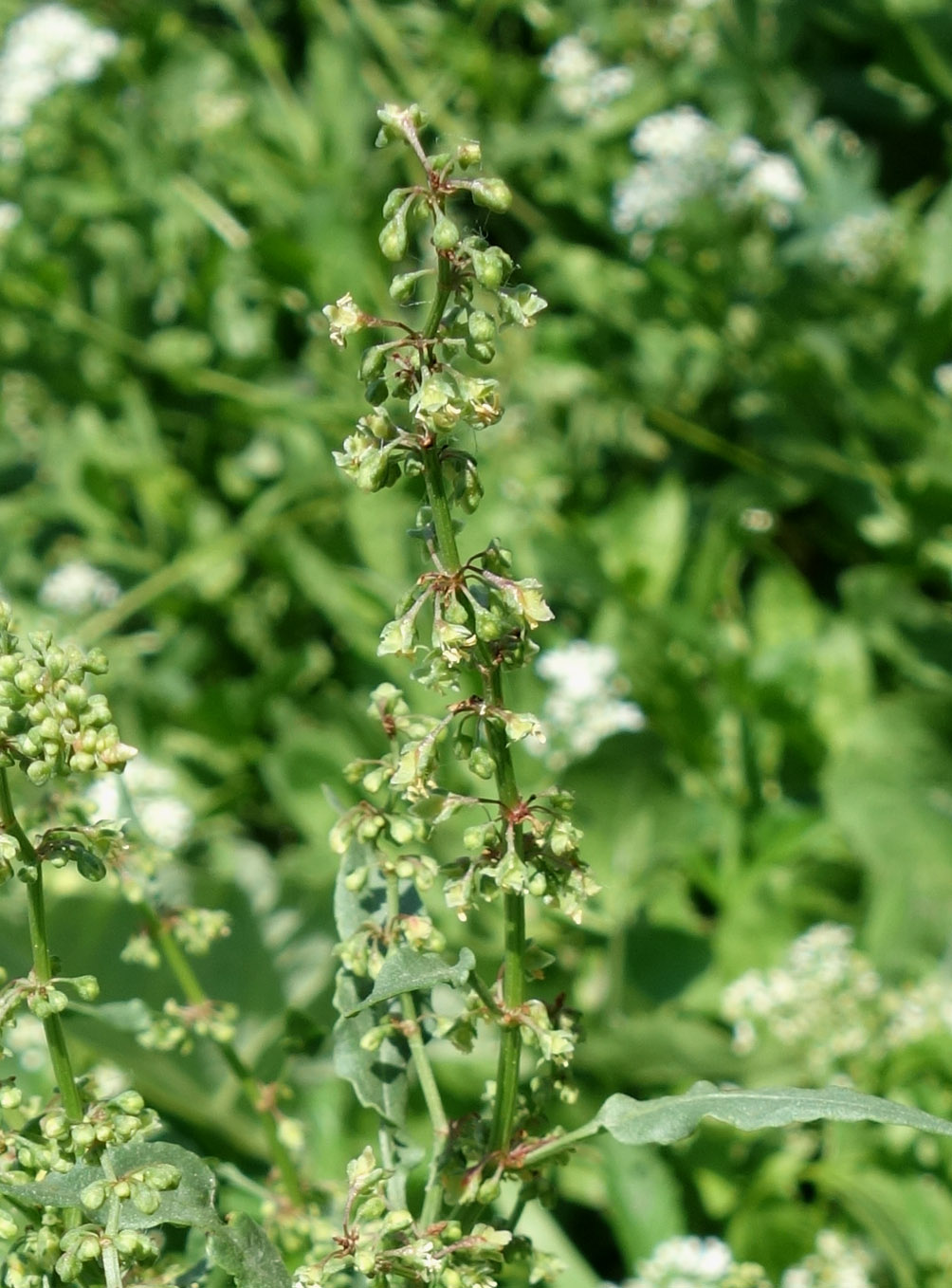 Image of genus Rumex specimen.