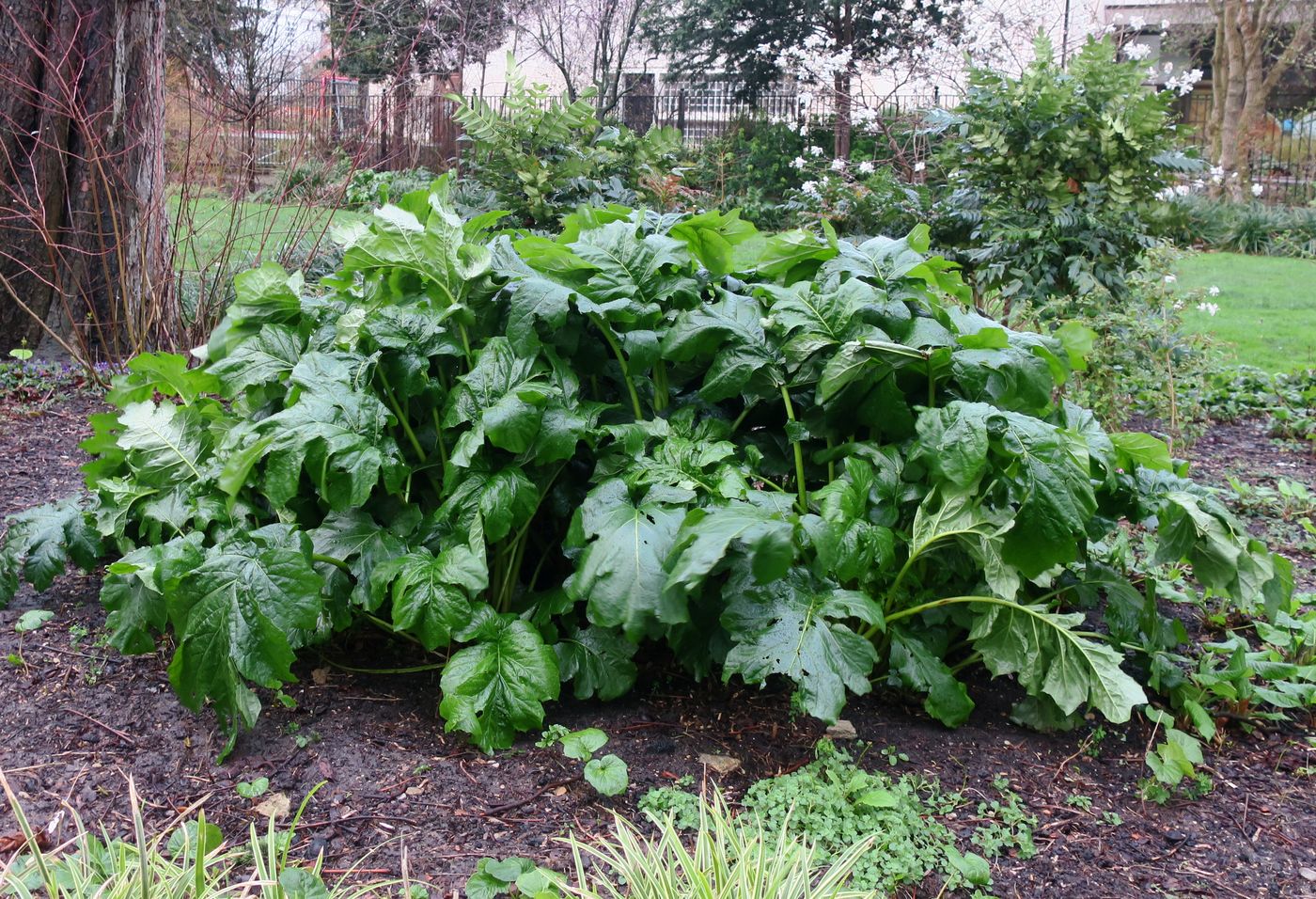 Image of Acanthus mollis specimen.