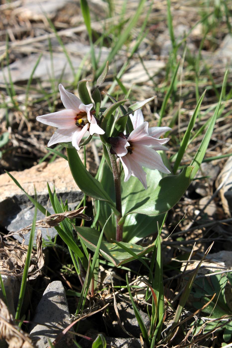 Изображение особи Rhinopetalum stenantherum.