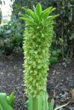 род Eucomis