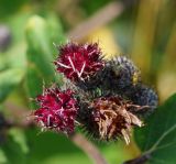 Arctium tomentosum