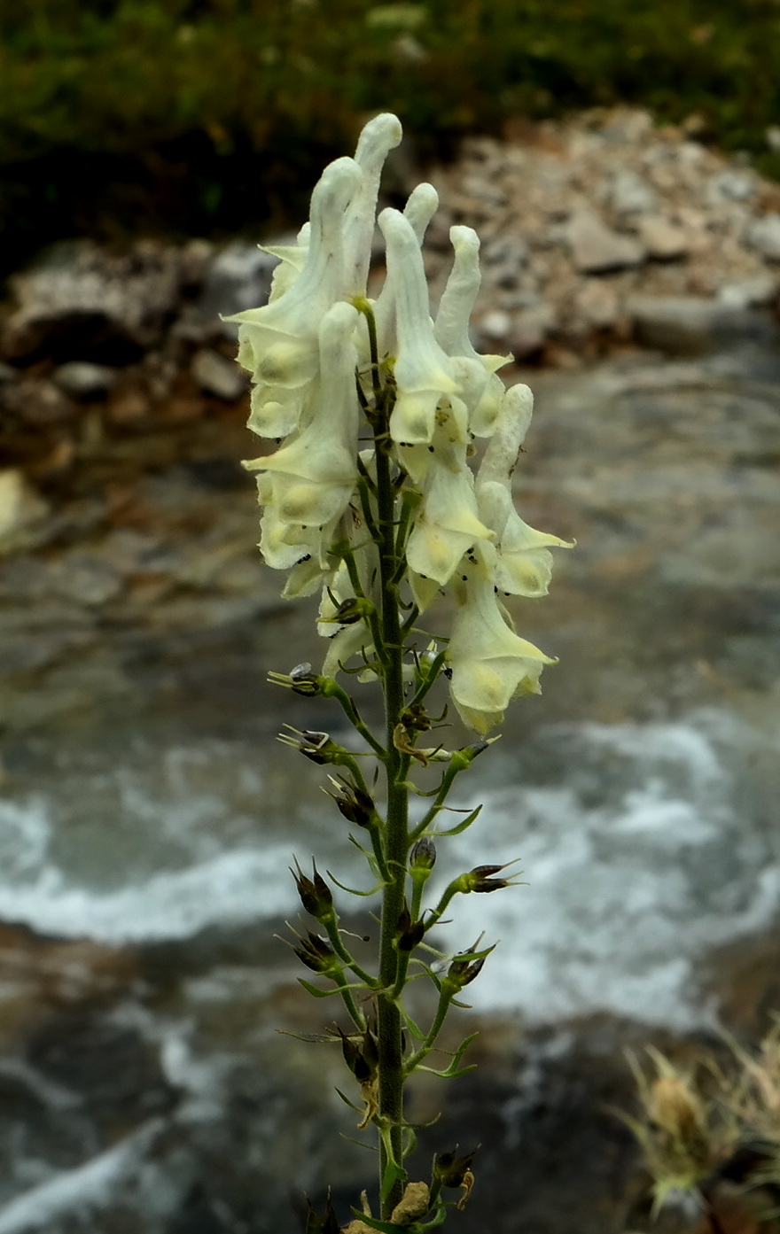 Image of Aconitum orientale specimen.