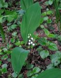 Convallaria majalis. Цветущее растение. Московская обл., Пушкинский р-н, окр. дер. Мураново, смешанный лес. 25.05.2019.