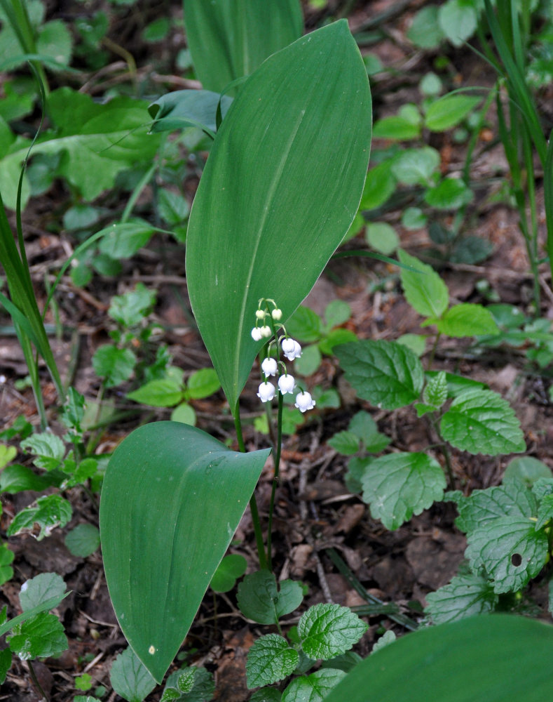 Image of Convallaria majalis specimen.