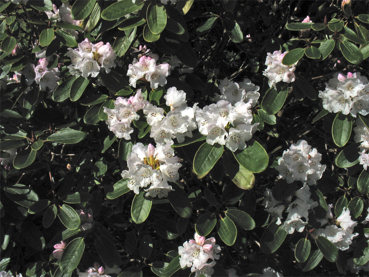 Изображение особи Rhododendron wallichii.