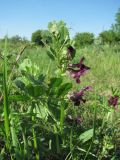 Vicia serratifolia