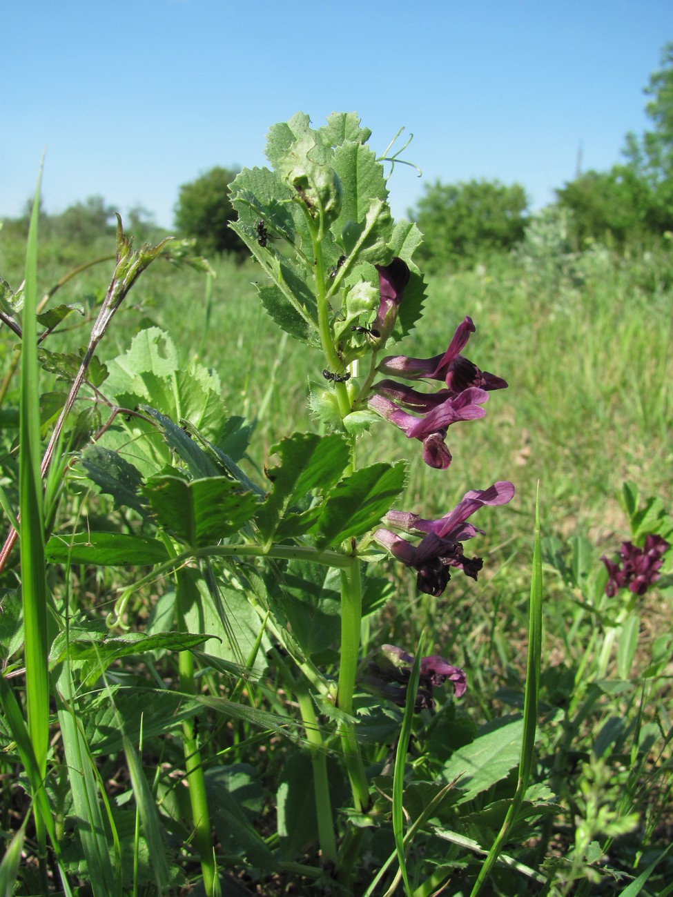 Image of Vicia serratifolia specimen.