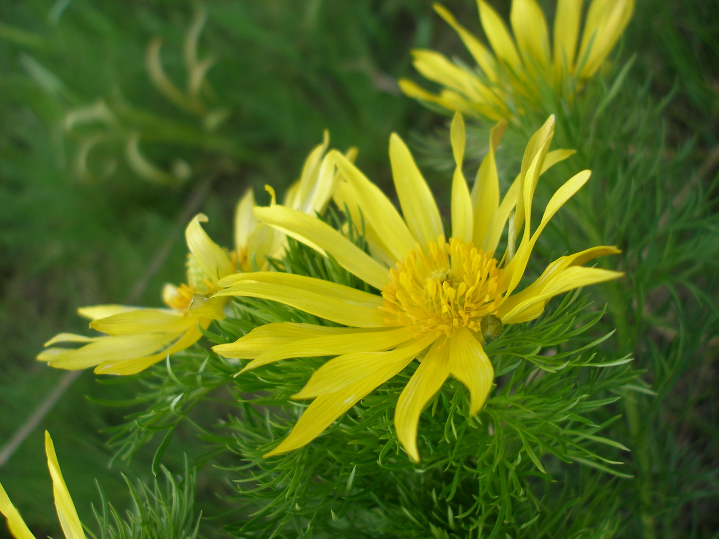 Изображение особи Adonis vernalis.