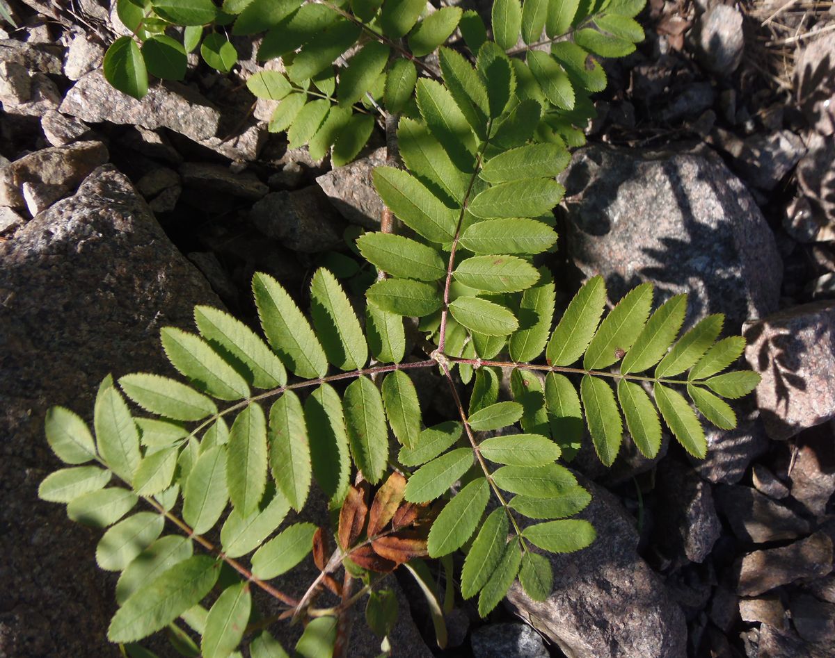 Image of Sorbus aucuparia specimen.