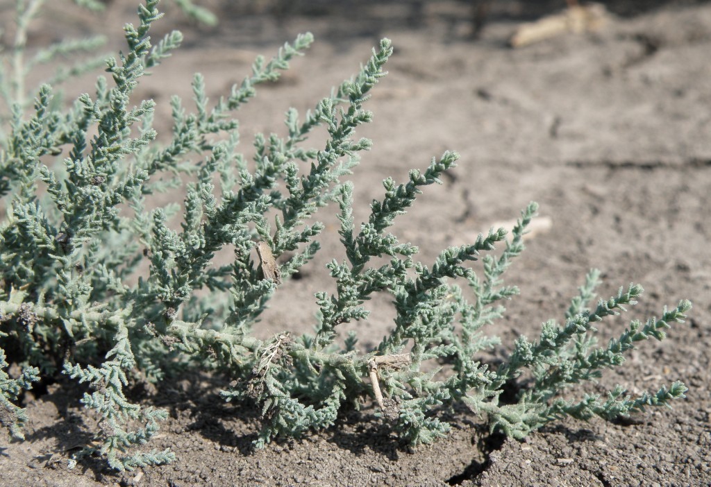 Image of Tamarix ramosissima specimen.