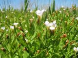 Gratiola officinalis