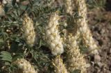 Astragalus lupulinus