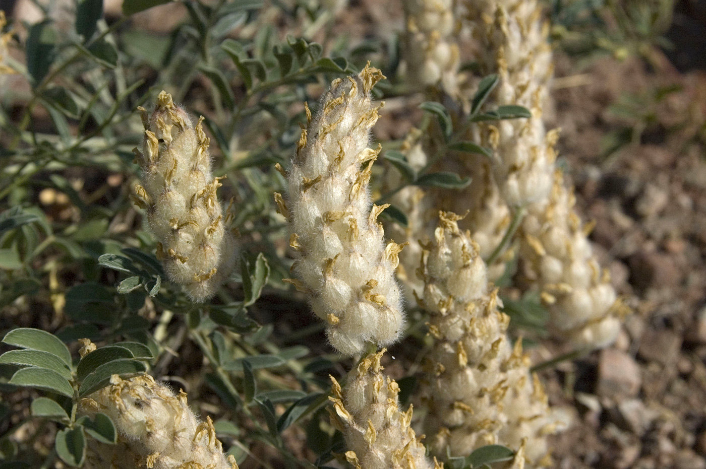 Image of Astragalus lupulinus specimen.