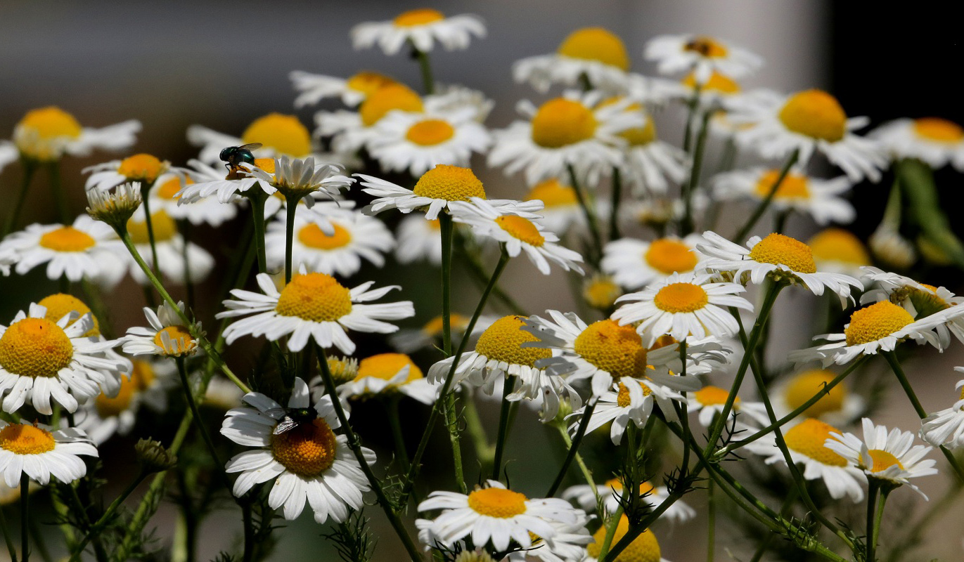 Изображение особи Tripleurospermum inodorum.