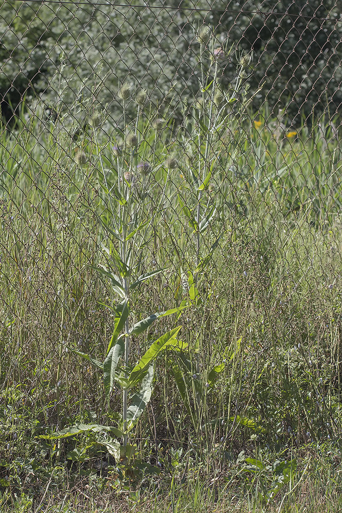 Изображение особи Dipsacus fullonum.