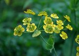 Bupleurum longifolium ssp. aureum