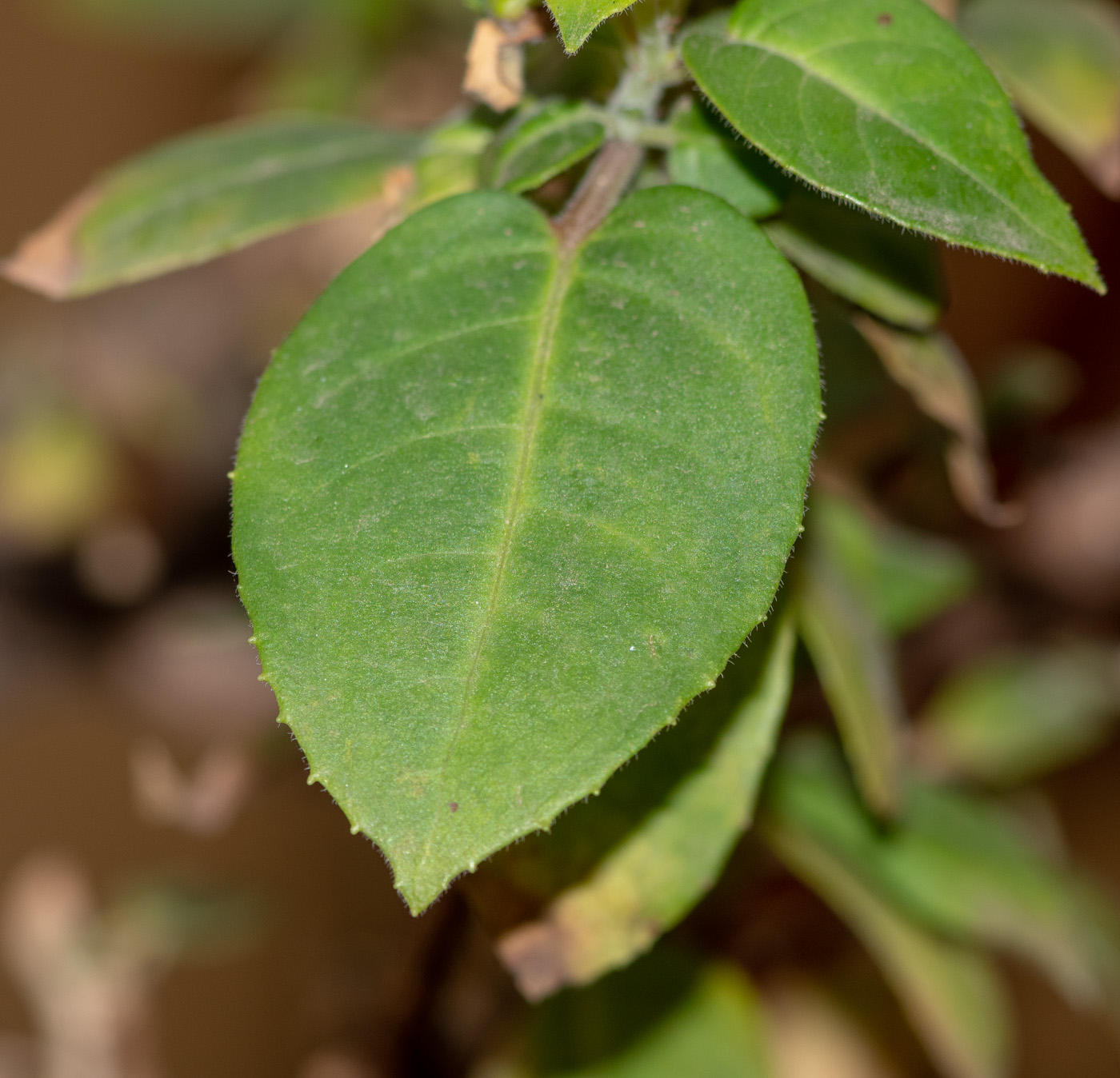 Изображение особи род Fuchsia.