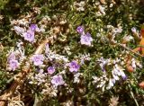 Limonium caspium