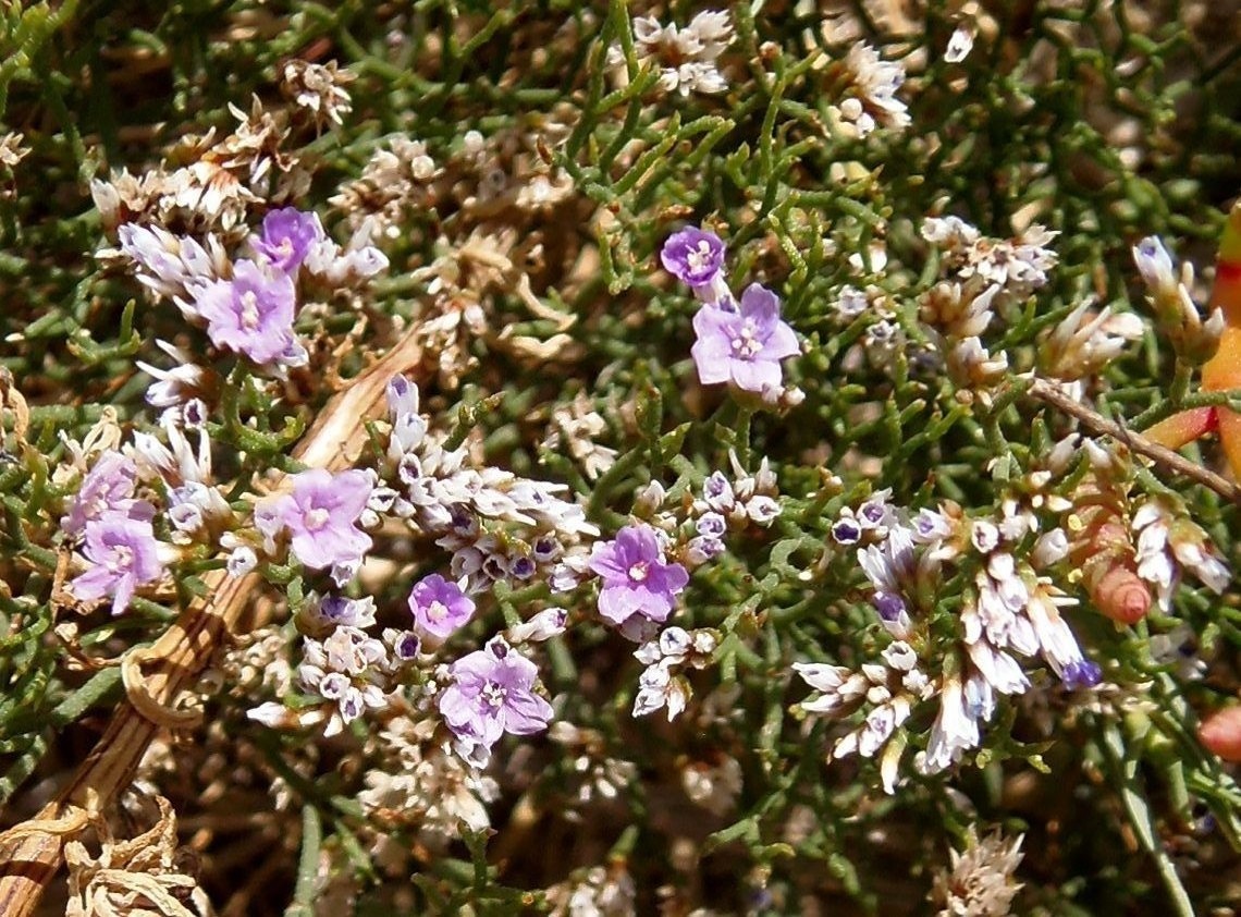 Изображение особи Limonium caspium.