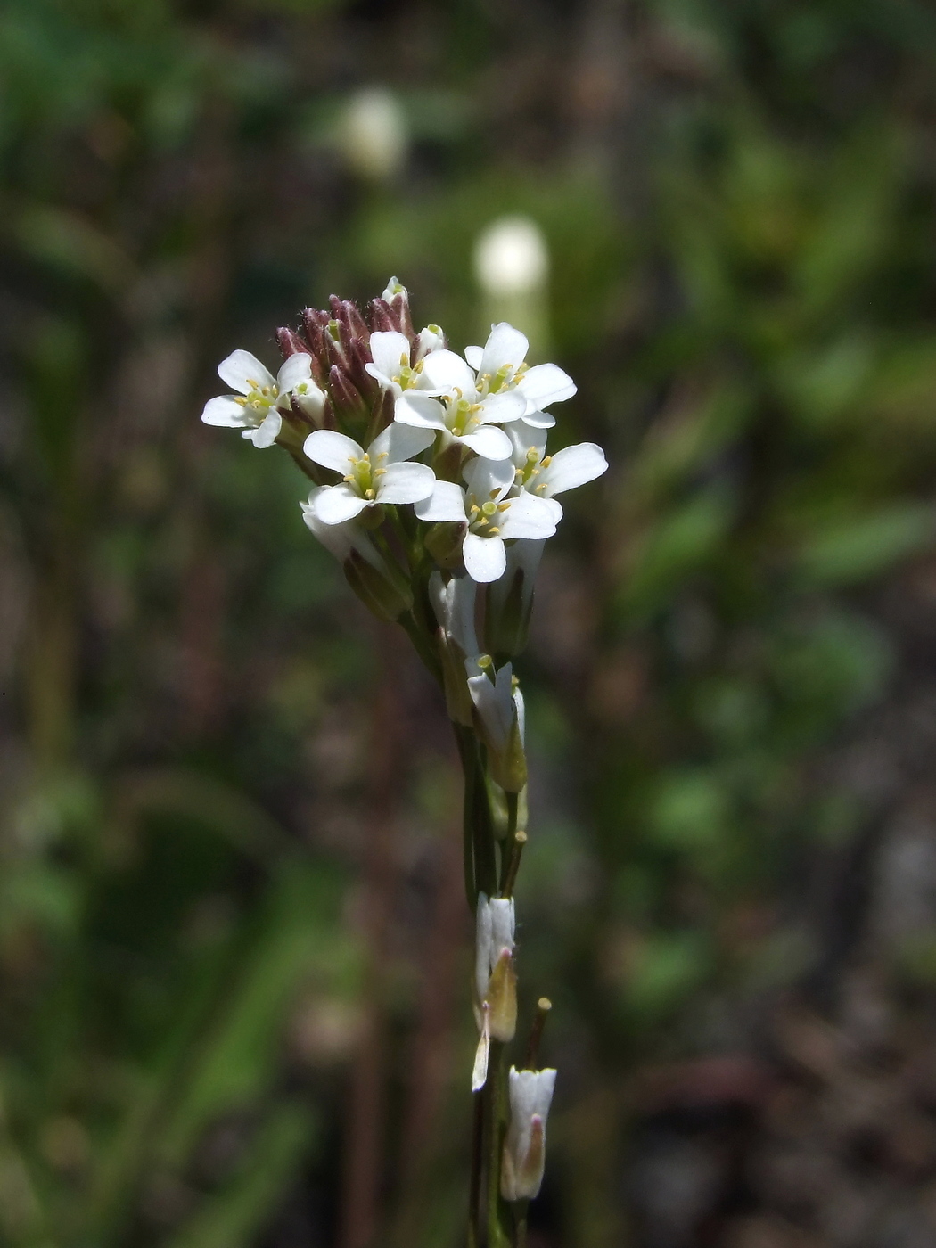 Изображение особи Arabis sagittata.