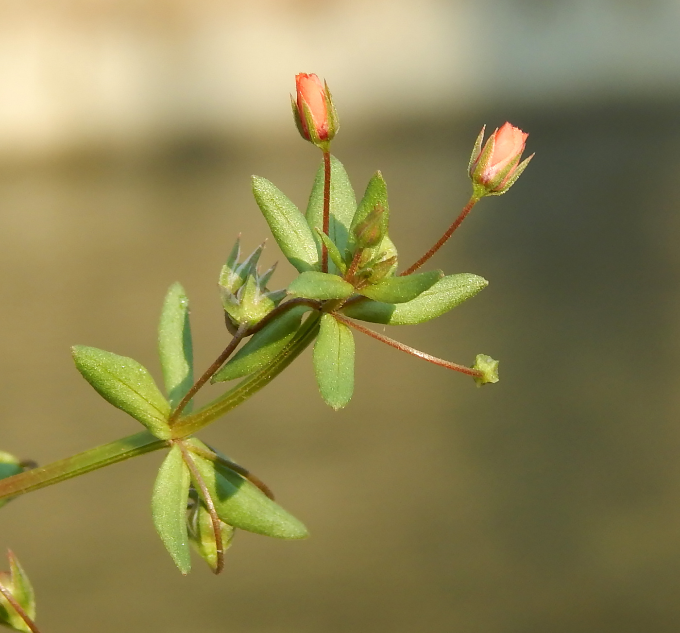 Image of Anagallis arvensis specimen.