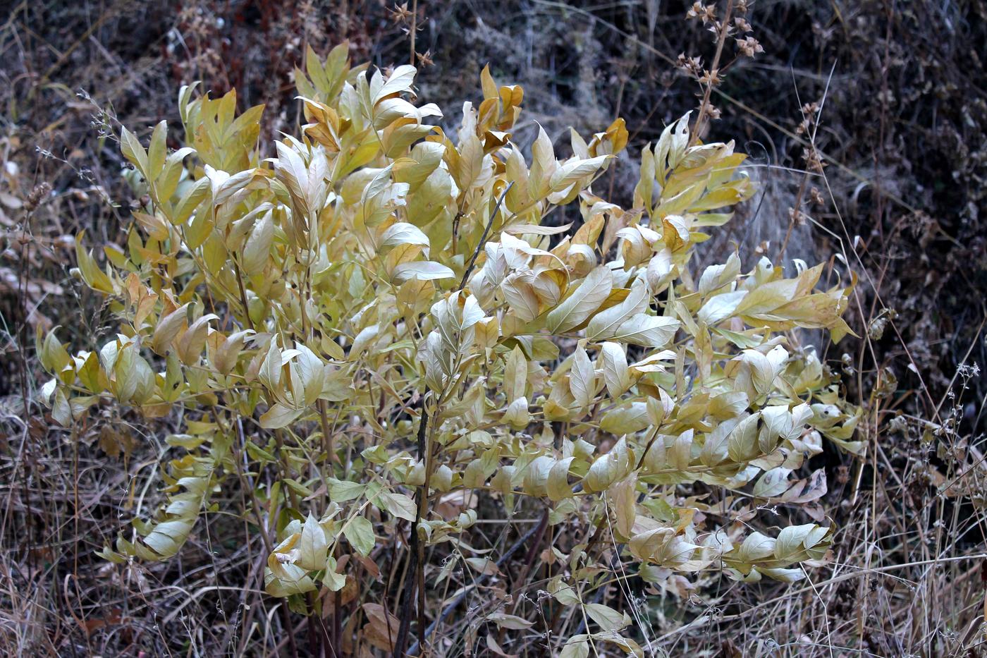 Изображение особи Dictamnus angustifolius.