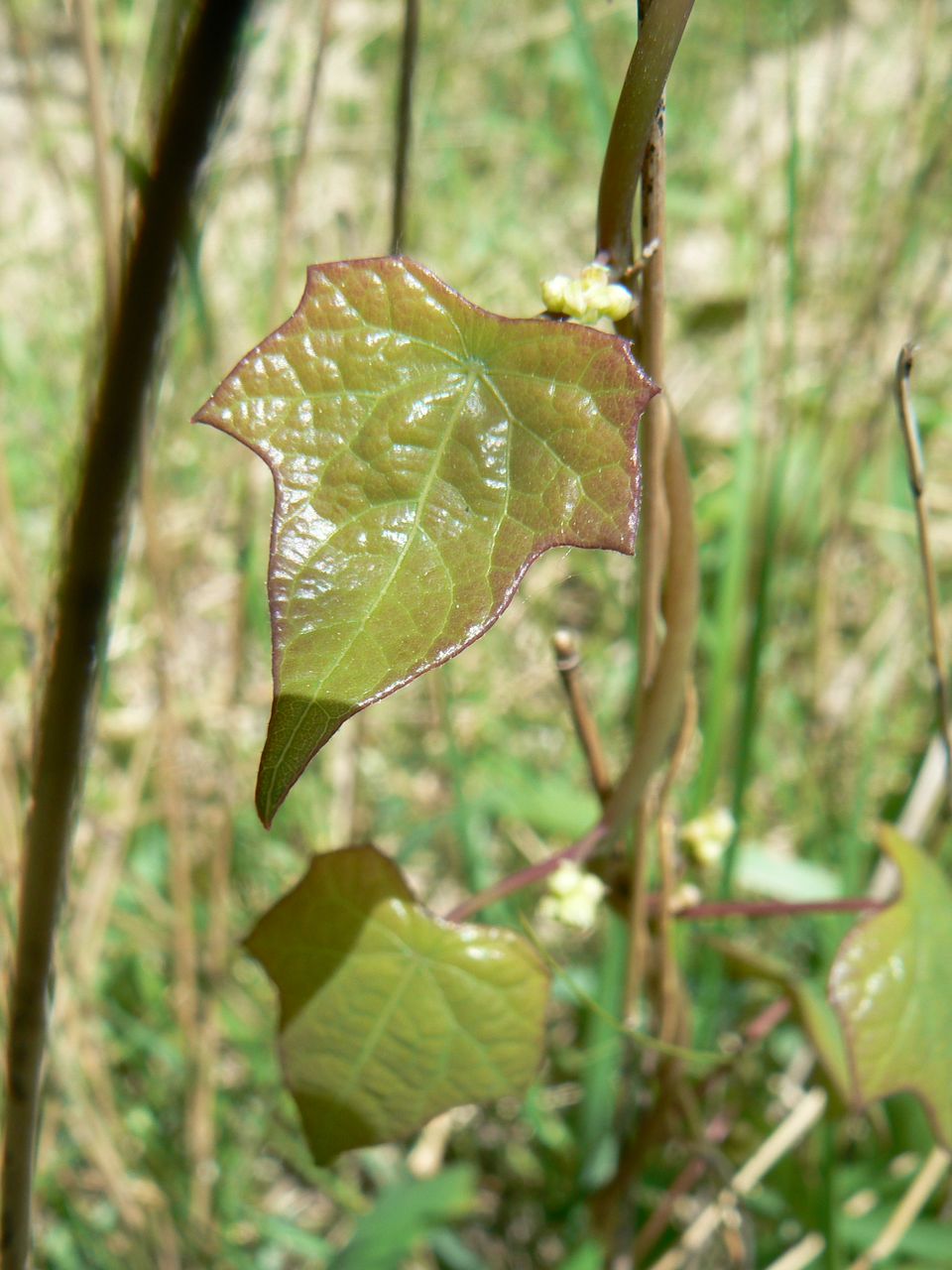 Image of Menispermum dauricum specimen.